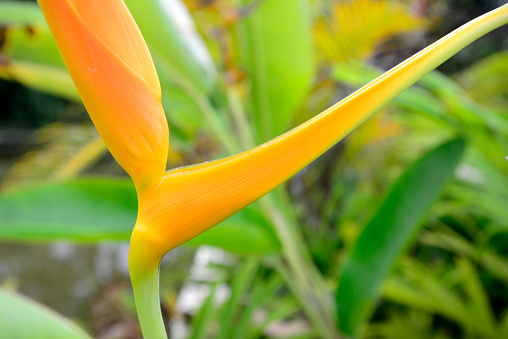 Flowers from Tropical areas including Birds of paradise, Lotus, Orchids and  Hibiscus