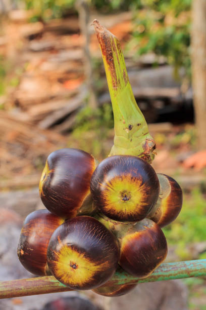 istock Bunch of Toddy or Palmyra Palm fruit 911918918