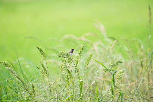 White-rumped Munia in green rice fields background