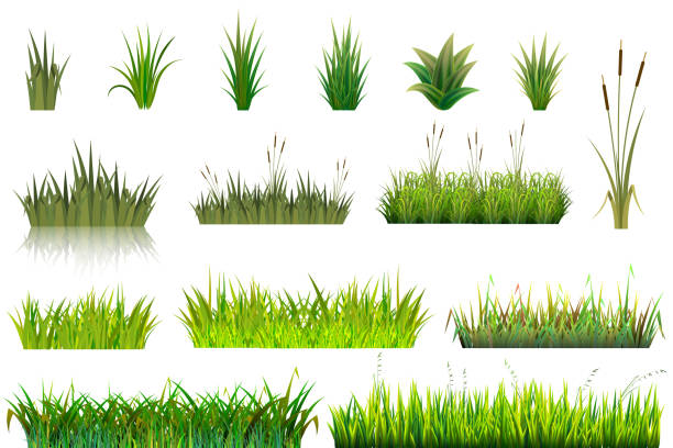 草の白い背景に分離された庭のガーデニング セット花植物ベクトル草原や草地と緑の草原の図 - 草地点のイラスト素材／クリップアート素材／マンガ素材／アイコン素材