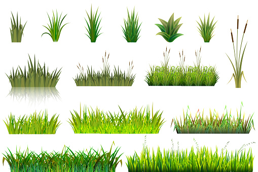 Grass vector grassland or grassplot and green grassy field illustration gardening set floral plants in garden isolated on white background.
