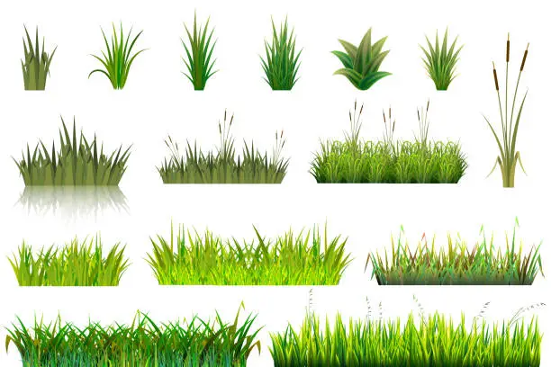 Vector illustration of Grass vector grassland or grassplot and green grassy field illustration gardening set floral plants in garden isolated on white background