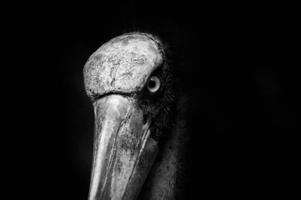 istock close up head of Lesser adjutant stork  with black background 911921982