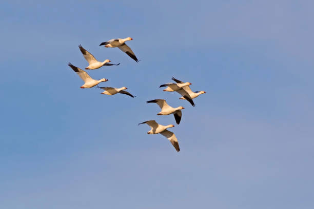 istock Birds snow geese flock together 911924678