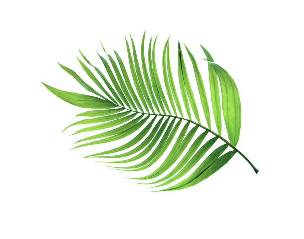 istock Green leaf of palm tree on white background 911925408
