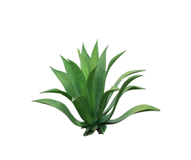 istock clump cactus leaf ornamental plant isolated on white background 911931852