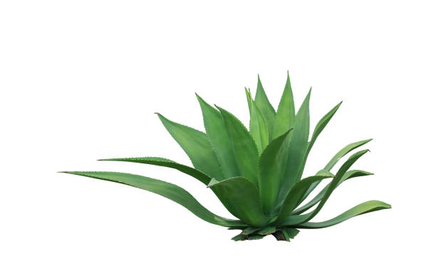 istock clump cactus leaf ornamental plant isolated on white background 911931854