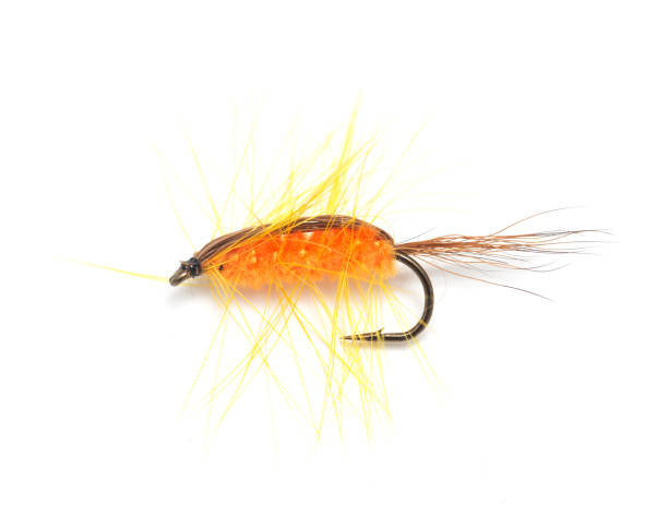 istock fly for fishing on white background 911932024