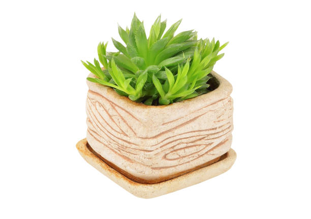 istock Succulent plant Haworthia cooperi 911934434