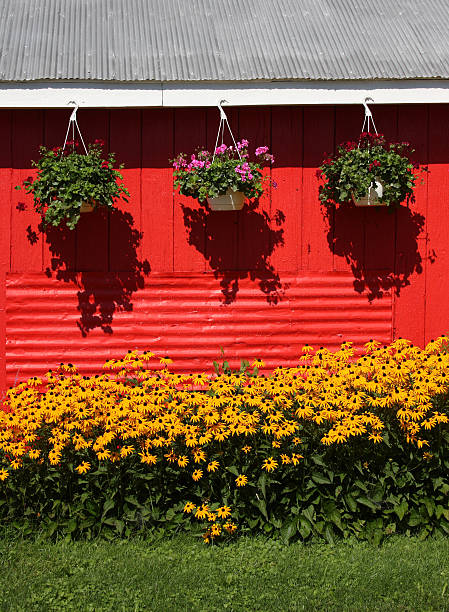 istock Flower baskets and daisies against red outbuilding 91193479