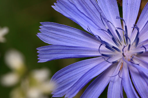 Beautiful chicory flower close up. Live nature. Summer morning.