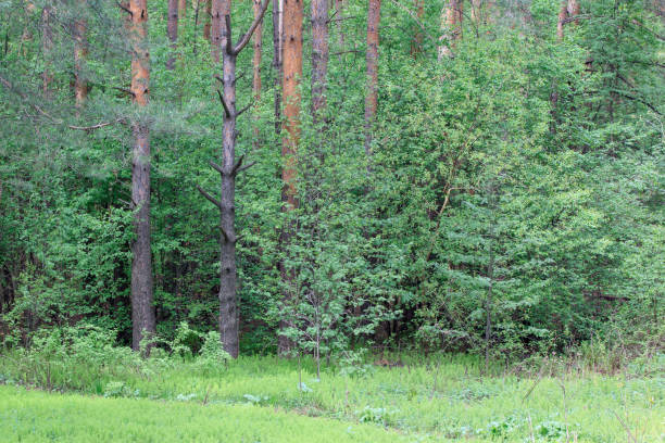 istock Green pines and bright blooming in spring forest. 911938172
