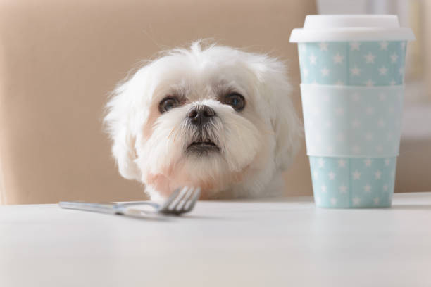 かわいい犬のえさをねだり - dog overweight pleading begging ストックフォトと画像