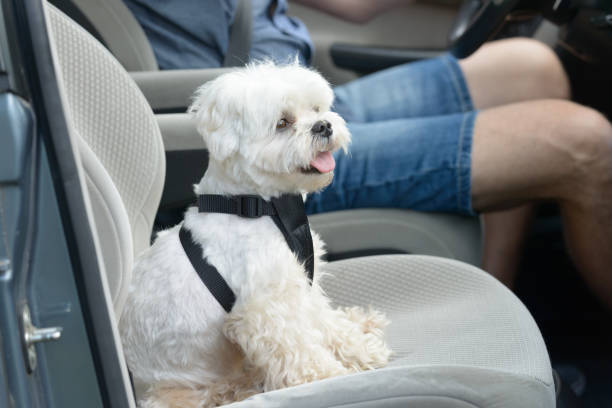 istock Dog traveling in a car 911938284