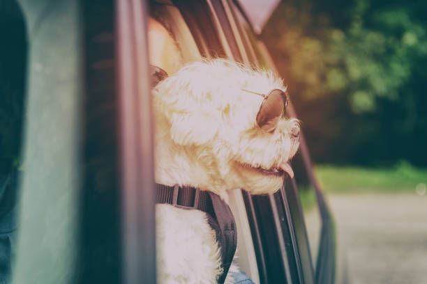 istock Dog traveling in a car 911938310