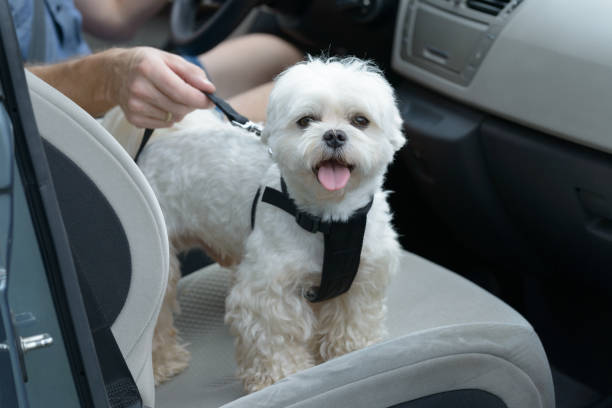 istock Dog traveling in a car 911938394