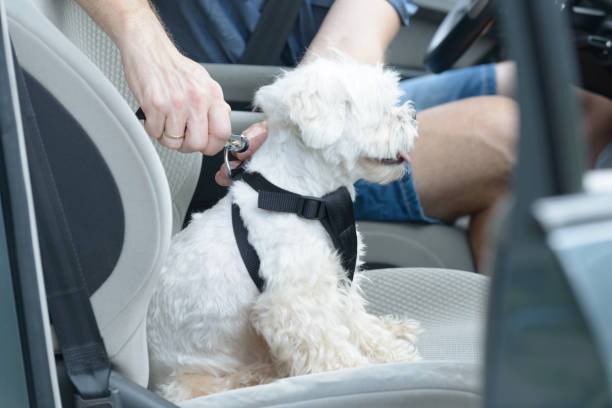 Dog traveling in a car Small dog maltese in a car, his owner puts him a special dog car harness to keep him safe when he travels. bridle photos stock pictures, royalty-free photos & images