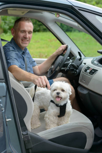 istock Dog traveling in a car 911938508