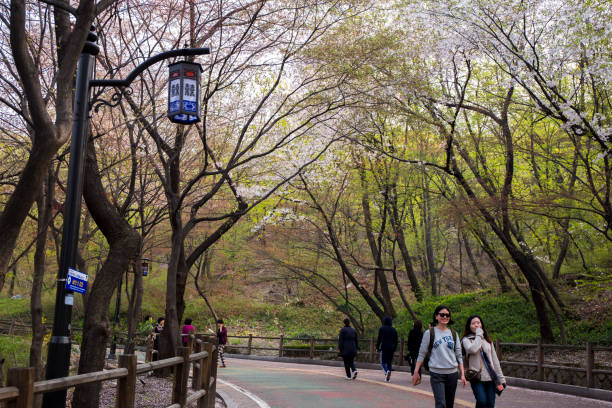 namsan dullegil è coperto da fiori primaverili - alphabet letter n food fruit foto e immagini stock