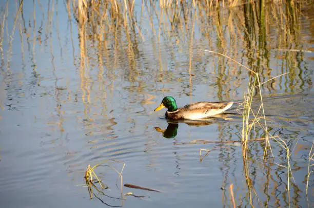 Photo of Wild ducks in the city park named after the 30th anniversary of the Komsomol. Omsk, Siberia, Russia