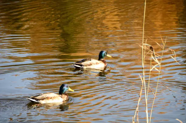 Photo of Wild ducks in the city park named after the 30th anniversary of the Komsomol. Omsk, Siberia, Russia