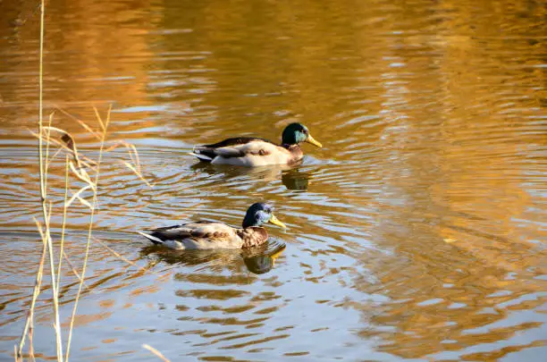 Photo of Wild ducks in the city park named after the 30th anniversary of the Komsomol. Omsk, Siberia, Russia