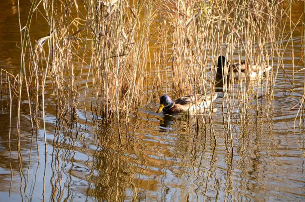 Photo of Wild ducks in the city park named after the 30th anniversary of the Komsomol. Omsk, Siberia, Russia