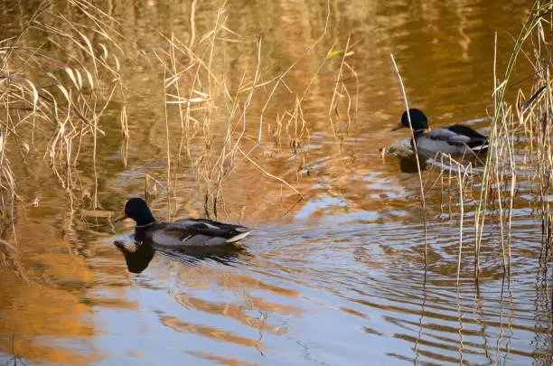 Photo of Wild ducks in the city park named after the 30th anniversary of the Komsomol. Omsk, Siberia, Russia