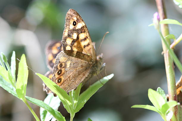 istock Wing´s butterfly in the sunlight 91195149