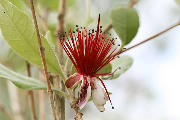 Stamens stock photo