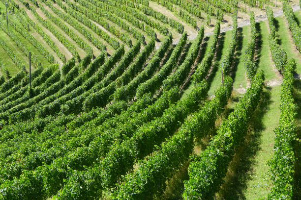 istock Green vineyards high angle view in a sunny day 911951626