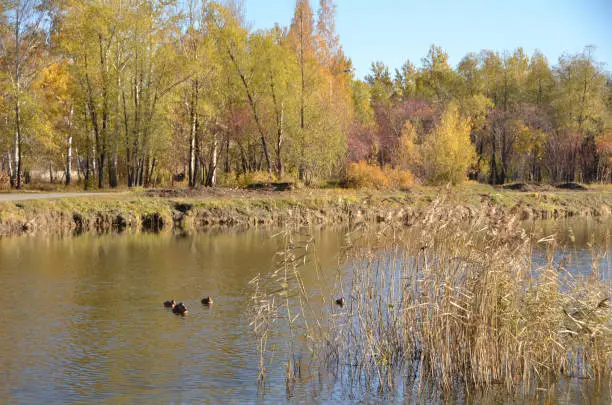 Photo of Wild ducks in the city park named after the 30th anniversary of the Komsomol. Omsk, Siberia, Russia