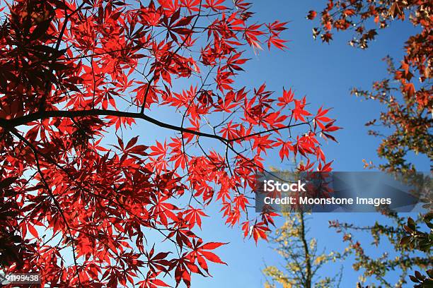 Photo libre de droit de Couleurs De Lautomne banque d'images et plus d'images libres de droit de Angleterre - Angleterre, Arbre, Automne