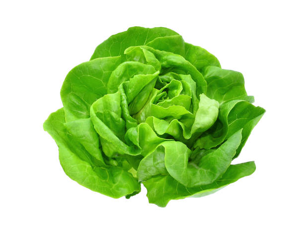 istock green butter lettuce vegetable or salad isolated on white back ground 911963550
