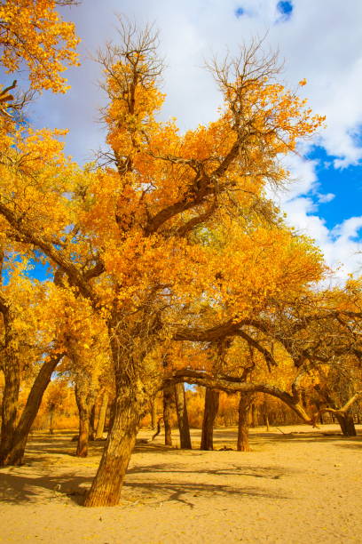 istock Populus in the autumn sunshine 911963672