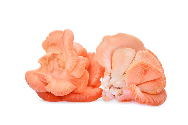 istock pink oyster mushroom isolated on white background 911964144