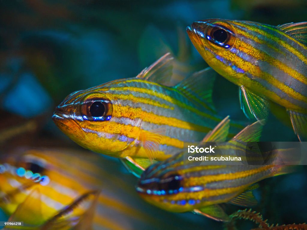 Yellow-striped Cardinalfish (Apogon cyanosoma) Underwater close-up photography of yellow-striped cardinal fish. Animal Stock Photo
