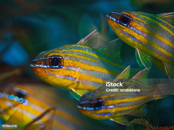 Yellowstriped Cardinalfish Stock Photo - Download Image Now - Animal, Animal Behavior, Animal Body Part