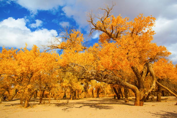 istock Populus in the autumn sunshine 911964556