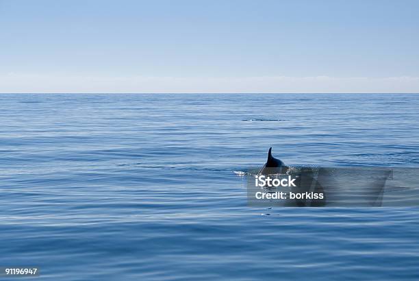 Delphin Schwimmen Im Offenen Meer Stockfoto und mehr Bilder von Delfin - Delfin, Schwarzes Meer, Aquatisches Lebewesen
