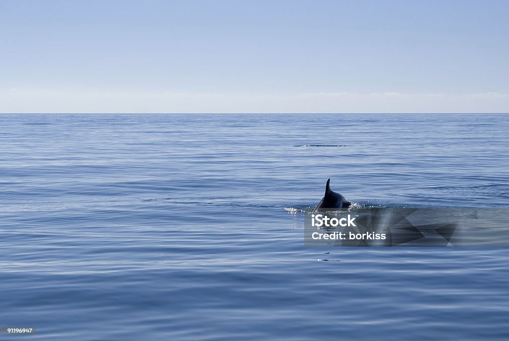 Dauphin nageant dans la mer ouverte - Photo de Dauphin libre de droits