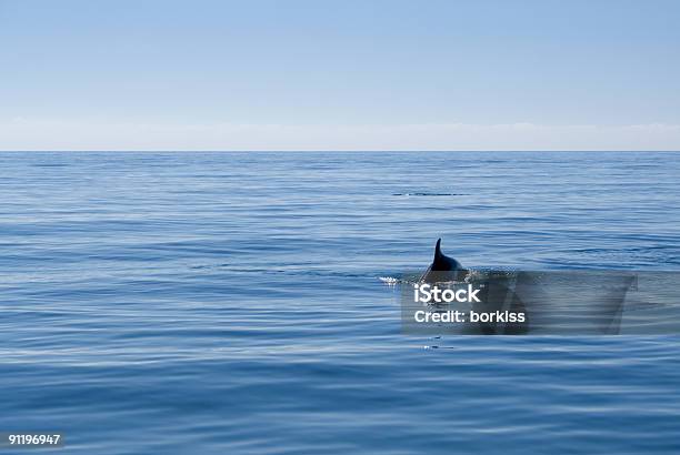 Photo libre de droit de Dauphin Nageant Dans La Mer Ouverte banque d'images et plus d'images libres de droit de Dauphin - Dauphin, Mer Noire, Animaux à l'état sauvage