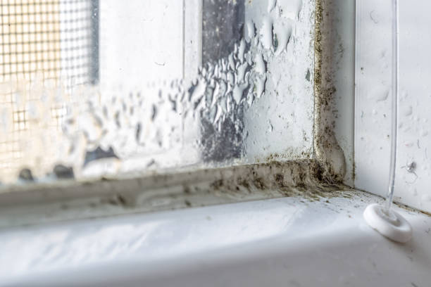 istock Mold and dirt on the window 911970214