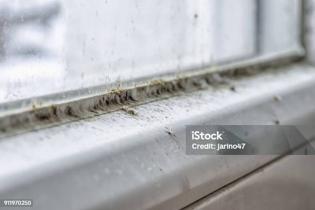 Mold And Dirt On The Window Stock Photo - Download Image Now - Allergy, Border - Frame, Close-up