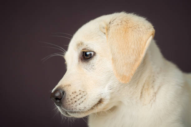 Labrador szczeniak twarz – zdjęcie