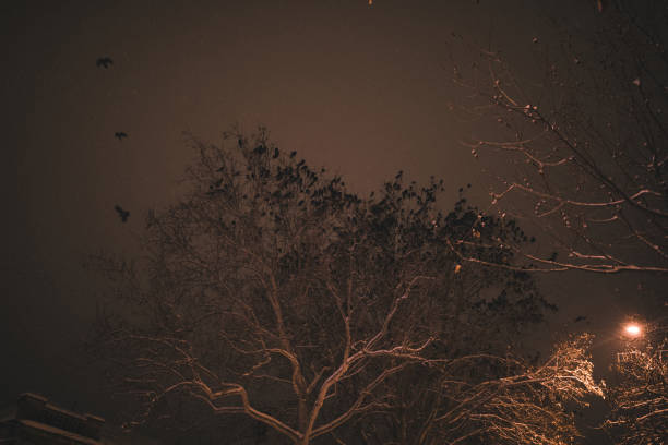 Flock of birds on the branch at night