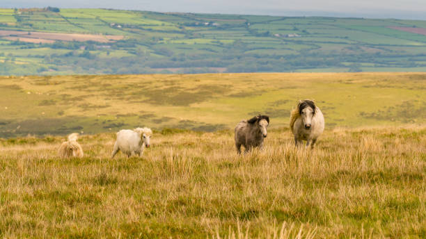 istock Wild horses in Wales 911974580