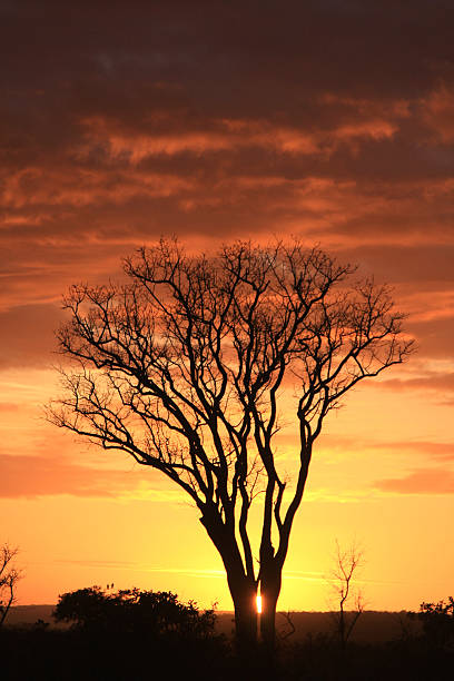 썬라이즈 크루거 공원, 남아프리카 - kruger national park sunrise south africa africa 뉴스 사진 이미지