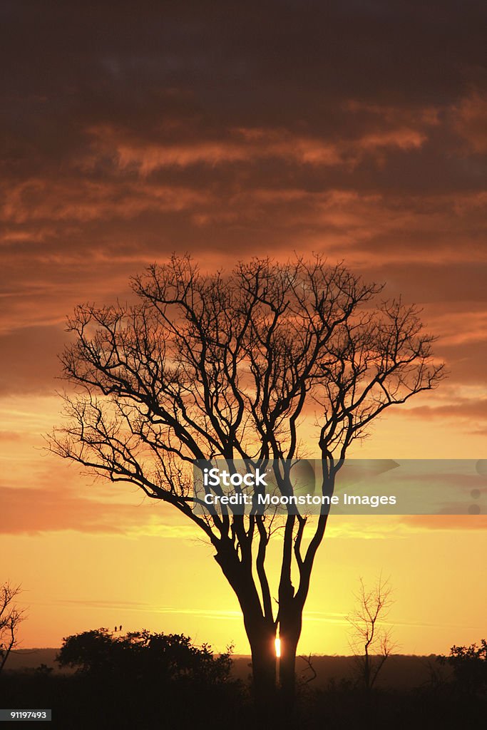 Nascer do sol em Kruger Park, África do Sul - Foto de stock de Arbusto royalty-free