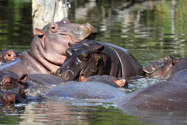 istock Hippo in Kruger National Park 91197500
